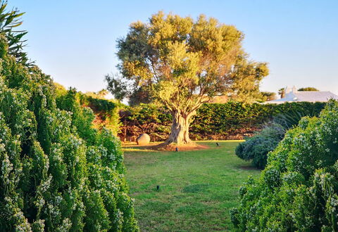 Villa Neper: Foglia, Verde, Natura, Vegetazione, Arbusto, Giardino, Comunita 'Impianto, Woody Impianto, Tronco, Luce Del Sole