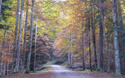 La Casetta dei Palù, Valdobbiadene: Foglia, Ramo, Albero, Natura, Ambiente Naturale, Legna, Strada, Foresta, Paesaggio Naturale, Vegetazione