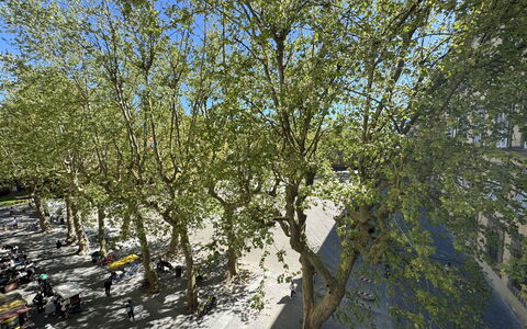 Casa Anna 13: Ramo, Foglia, Albero, Ramoscello, Tronco, Primavera, Woody Impianto, Shade