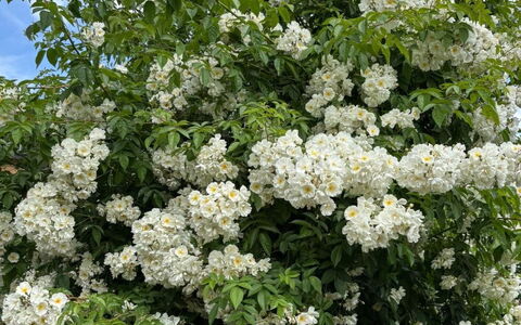 Gartenstudio Belle Vue: Fiore, Arbusto, Petalo, Primavera, Pianta Fiorita, Woody Impianto, Giardino, Fiorire, Rose Di Famiglia