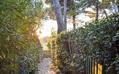 Rosignano Marittimo 13: Foglia, Natura, Legna, Vegetazione, Ramo, Arbusto, Luce Del Sole, Primavera, Giardino, Tronco