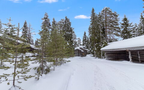 Rukastuga: Neve, Albero, Ramo, Inverno, Congelamento, Larice, Foresta, Pendenza, Hill Station