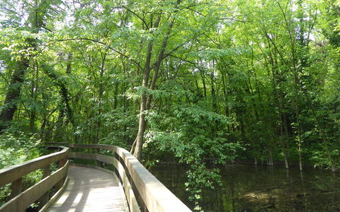 Villa Camerini, Nature, Bikes and Beaches: Ponte, Verde, Ambiente Naturale, Albero, Natura, Foglia, Legna, Vegetazione, Foresta, Paesaggio Naturale