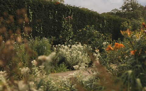 Innes House: Natura, Foglia, Vegetazione, Arbusto, Comunita 'Impianto, Giardino, Groundcover, Luce Del Sole, Wildflower, Pianta Erbacea