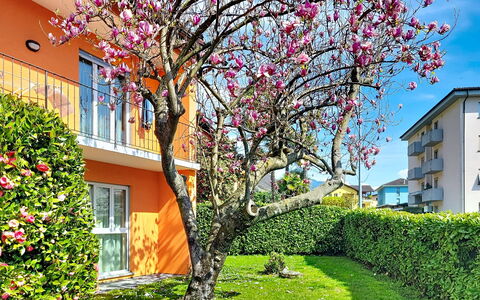Sailor'S Home: Petalo, Primavera, Giardino, Prato, Cortile
