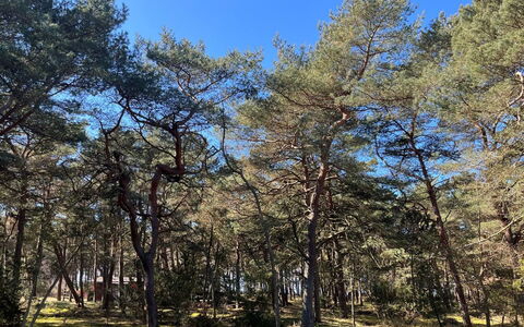 Ermelina - 150M from the Sea: Albero, Ramo, Foglia, Legna, Vegetazione, Foresta, Comunita 'Impianto, Tronco, Woodland, Riserva Naturale
