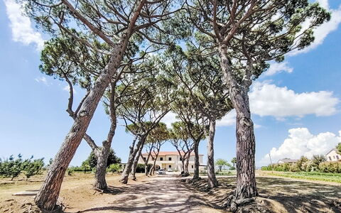 Bibbona 15: Ramo, Foglia, Albero, Vegetazione, Tronco, Woody Impianto, Shade, Trail, Landscaping, Passerella