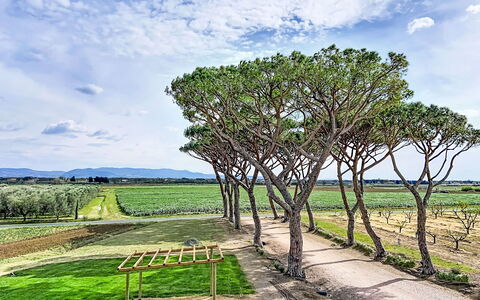 Bibbona 15: Appartamento, Ricorrere, Sedia, Shade, Balcone, Cucina & Sala Da Pranzo Tavolo, Ristorante, Eco Hotel, Hotel