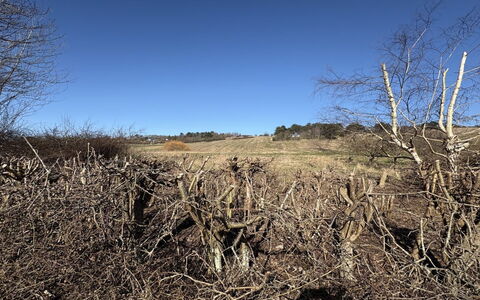 Euphemia - 200M from the Sea: Cielo, Ambiente Naturale, Ramo, Ecoregione, Natura Selvaggia, Comunita 'Impianto, Ramoscello, Plain, Shrubland