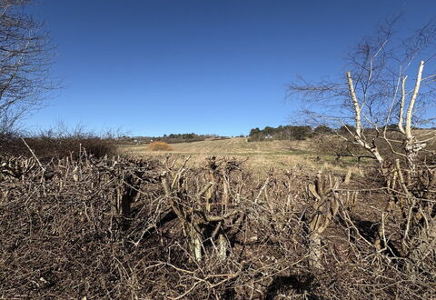 Euphemia - 200M from the Sea: Cielo, Ambiente Naturale, Ramo, Ecoregione, Natura Selvaggia, Comunita 'Impianto, Ramoscello, Plain, Shrubland
