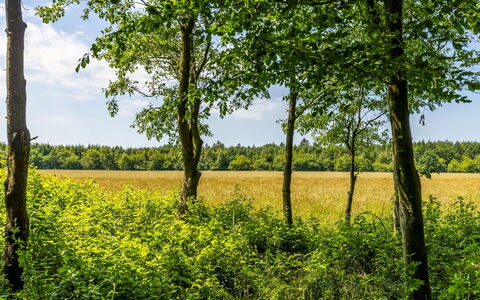 Friderica - 30Km from the Sea: Verde, Foglia, Ambiente Naturale, Albero, Paesaggio Naturale, Vegetazione, Pascolo, Giallo, Estate, Plain