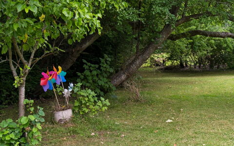 Niela - 700M from the Sea: Foglia, Verde, Ramo, Vegetazione, Arbusto, Tronco, Giardino, Petalo, Primavera, Ramoscello