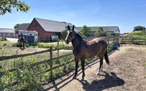 Melösa: Cavallo, Paesaggio, Recinzione, Area Rurale, Pascolo, Acetosa, Ranch, Bestiame