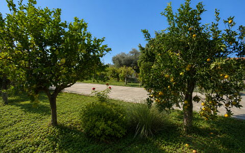 Villa Mameli: Frutta, Giardino, Woody Impianto, Piantagione, Arancia