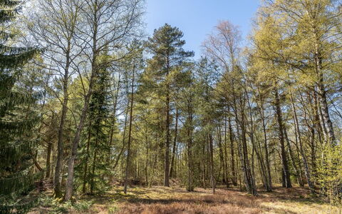 Jooseppi - 4.8Km from the Sea: Foglia, Albero, Ambiente Naturale, Ramo, Legna, Vegetazione, Foresta, Paesaggio Naturale, Natura Selvaggia