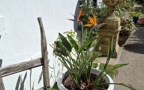 The Mews: Fiore, Vaso Di Fiori, Fiorai, Pianta Della Casa, Giardino, Disegno Floreale, Tagliare I Fiori