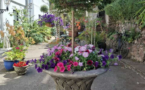 The Mews: Fiore, Arbusto, Vaso Di Fiori, Giardino, Fiorai, Primavera, Pianta Della Casa, Cortile, Landscaping