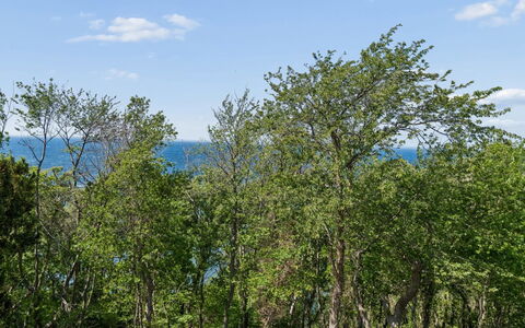 Arnt - 100M from the Sea: Foglia, Albero, Ambiente Naturale, Natura, Ramo, Vegetazione, Ecoregione, Arbusto, Comunita 'Impianto, Riserva Naturale