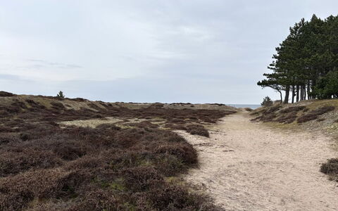 Elisej - 350M from the Sea: Ambiente Naturale, Ecoregione, Natura Selvaggia, Comunita 'Impianto, Terreno, Trail, Suolo, Sabbia, Geologia, Shrubland