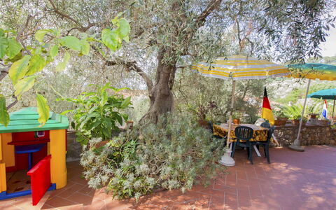 Massarosa 890: Albero, Pianta, Adattamento, Tempo Libero