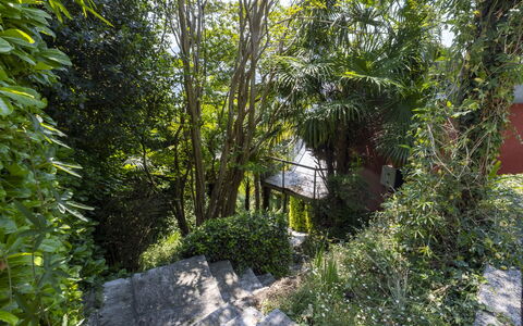 Max: Verde, Foglia, Vegetazione, Arbusto, Comunita 'Impianto, Primavera, Woody Impianto, Giardino, Giungla, Valdiviana Temperate Rain Forest