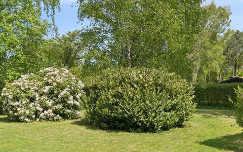 Alika - 700M from the Sea: Foglia, Arbusto, Comunita 'Impianto, Groundcover, Giardino, Woody Impianto, Primavera, Hedge, Prato