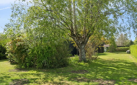 Alika - 700M from the Sea: Erba, Albero, Foglia, Ramo, Arbusto, Lotto, Giardino, Prato, Primavera