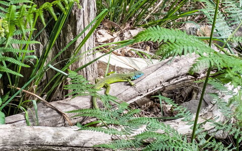The Greenhouse: Verde, Fauna Selvatica