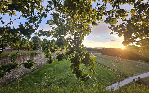 Alle Gardenie: Verde, Foglia, Natura, Giallo, Estate, Paesaggio, Luce Del Sole, Mattina, Campo, Ramoscello