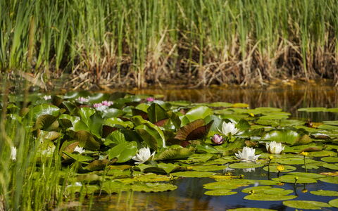 Villa Canela: Verde, Acqua, Palude, Stagno, Riflessione, Lago