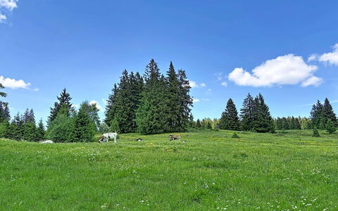 Sonne: Cielo, Albero, Erba, Ambiente Naturale, Verde, Pascolo, Paesaggio Naturale, Pascolo, Nube