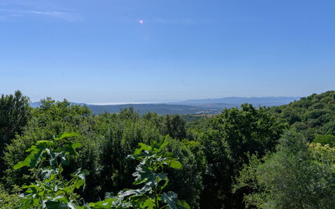 Cuculo: Cielo, Blu, Foglia, Giorno, Natura, Verde, Ambiente Naturale, Vegetazione, Paesaggio Naturale, Ecoregione