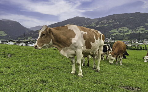Holzegger: Erba, Geografia Montane, Pascolo, Pascolo, Collina, Highland, Montagna, Paesaggio