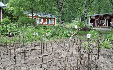Mäntylä: Mobilia, Sedia, Mobili Da Esterno, Tavolo, Legna, Tavolo Esterno, Cucina & Sala Da Pranzo Tavolo, Shade, Giardino, Ombrello