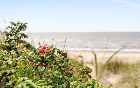 Odal: Costa, Estate, Nube, Costiera E Morfologie Oceanic, Mare, Spiaggia, Riva, Oceano, Frutta, Tropici
