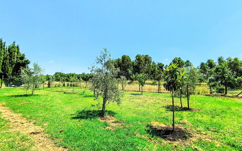 Scarlino 35: Albero, Erba, Plain, Pascolo, Lotto, Area Rurale, Comunita 'Impianto, Campo, Piantagione