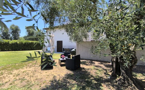 Scarlino 35: Shade, Giardino, Prato, Tronco, Woody Impianto, Backyard, Cortile, Landscaping, Parco, Hacienda