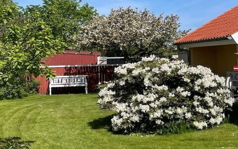 Sunaj - 350M from the Sea: Fiore, Arbusto, Giardino, Groundcover, Primavera, Pianta Fiorita, Landscaping, Prato, Cortile, Backyard