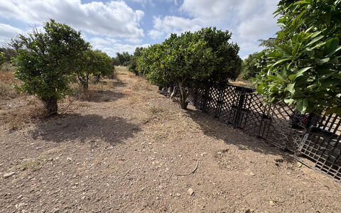 Villa Cigno Reale: Paesaggio, Suolo, Comunita 'Impianto, Plain, Area Rurale, Woody Impianto, Piantagione, Shrubland, Trail