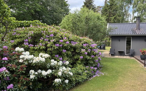 Floria - 500M from the Sea: Fiore, Arbusto, Giardino, Groundcover, Viola, Pianta Fiorita, Primavera, Landscaping, Giardino Botanico
