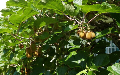 Cá Pórt Róss: Frutta, Produrre, Cibo, Woody Impianto, Natural Foods
