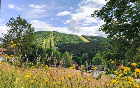Harrachovka: Albero, Paesaggio, Foresta, Prato, Hill Station, Pascolo, Larice, Piantagione