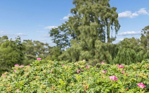 Eerika - 1Km from the Sea: Fiore, Verde, Arbusto, Petalo, Rosa, Giardino, Groundcover, Pianta Fiorita, Primavera, Rose Di Famiglia
