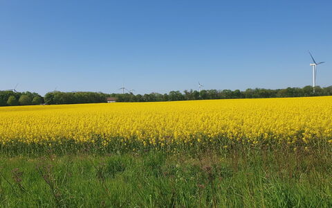 Gundula - 1.3Km from the Sea: Verde, Giallo, Campo, Agricoltura, Estate, Pascolo, Plain, Lotto, Ritaglia, Prato