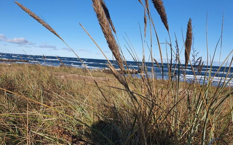 Gundula - 1.3Km from the Sea: Prateria, Pianta Erbacea, Steppa, Shrubland