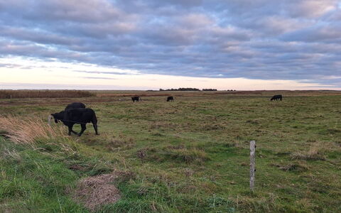 Gundula - 1.3Km from the Sea: Cielo, Nube, Ambiente Naturale, Pascolo, Ecoregione, Pascolo, Plain, Prateria, Pascolo