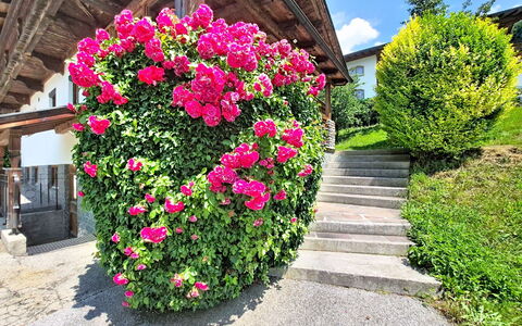 Ferienhaus Dinkl: Fiore, Petalo, Arbusto, Giardino, Rosa, Pianta Fiorita, Primavera, Rose Di Famiglia