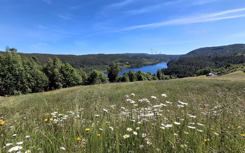 Bjørnbu: Verde, Ambiente Naturale, Natura, Pascolo, Paesaggio Naturale, Vegetazione, Ecoregione, Collina, Paesaggio