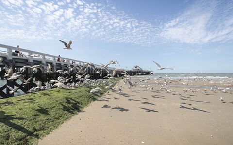 Zeewind Close to the Beach: Mobilia, Interior Design, Pavimentazione, Pavimento, Tavolo, Legna, Soffitto, Sedia, Camera, Divano