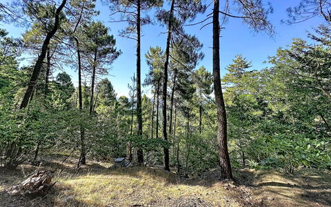 La Bergerie de Portes: Albero, Foglia, Ambiente Naturale, Legna, Ramo, Vegetazione, Foresta, Natura Selvaggia, Comunita 'Impianto